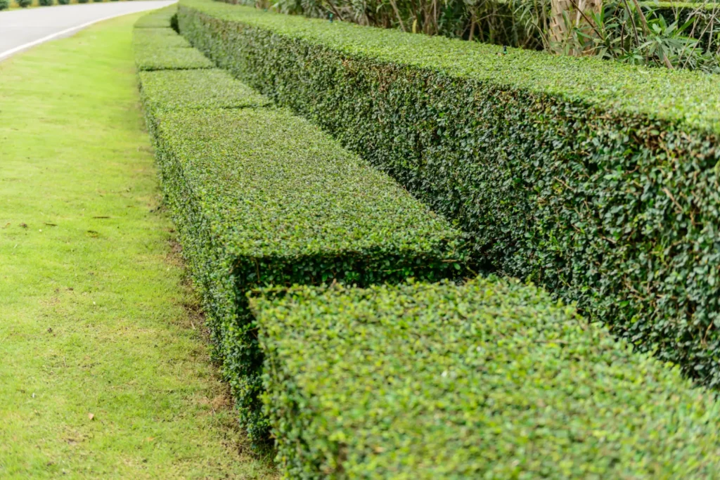 Paysagiste - Entretien de jardins, tonte, taille, élagage à Lons-le-Saunier et alentours